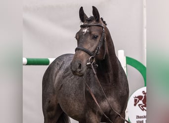 Westphalien, Étalon, 2 Ans, Gris