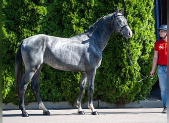 Westphalien, Étalon, 2 Ans, Gris