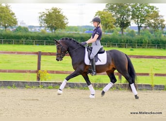 Westphalien, Étalon, 3 Ans, 148 cm, Bai brun