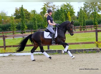 Westphalien, Étalon, 3 Ans, 148 cm, Bai brun
