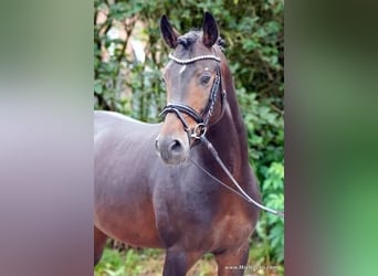 Westphalien, Étalon, 3 Ans, 148 cm, Bai brun