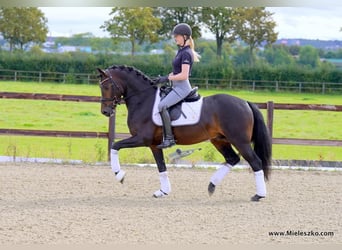 Westphalien, Étalon, 3 Ans, 148 cm, Bai brun