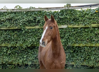 Westphalien, Étalon, 3 Ans, 162 cm, Alezan