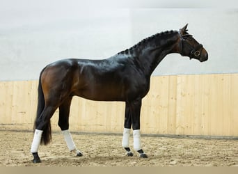 Westphalien, Étalon, 3 Ans, 162 cm, Bai brun