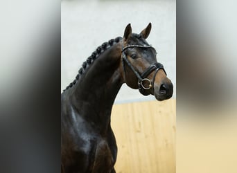 Westphalien, Étalon, 3 Ans, 162 cm, Bai brun