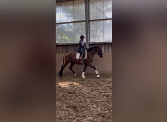 Westphalien, Étalon, 3 Ans, 164 cm, Bai