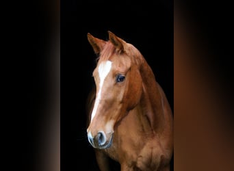 Westphalien, Étalon, 3 Ans, 166 cm, Alezan