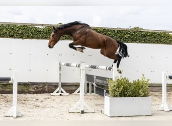 Westphalien, Étalon, 3 Ans, 167 cm, Bai