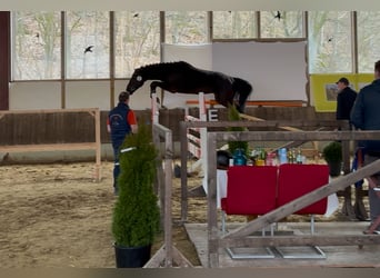 Westphalien, Étalon, 3 Ans, 167 cm, Noir