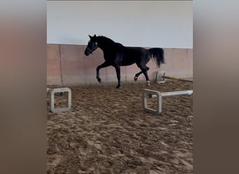Westphalien, Étalon, 3 Ans, 167 cm, Noir