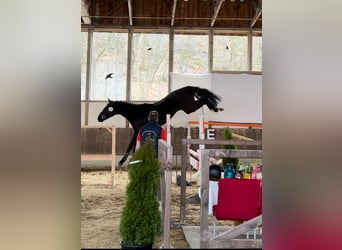 Westphalien, Étalon, 3 Ans, 167 cm, Noir