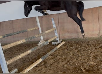 Westphalien, Étalon, 3 Ans, 167 cm, Noir