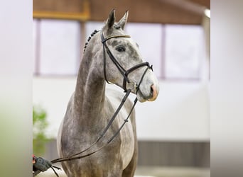 Westphalien, Étalon, 3 Ans, 168 cm, Gris