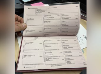 Westphalien, Étalon, 3 Ans, 169 cm, Bai