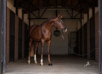Westphalien, Étalon, 3 Ans, 170 cm, Alezan brûlé