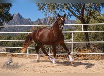 Westphalien, Étalon, 3 Ans, 170 cm, Alezan brûlé