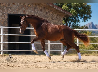 Westphalien, Étalon, 3 Ans, 170 cm, Alezan brûlé