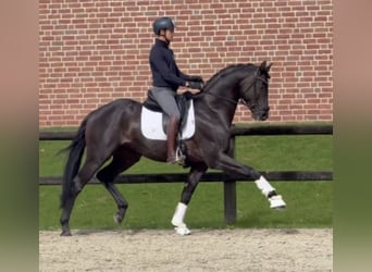 Westphalien, Étalon, 3 Ans, 170 cm, Noir