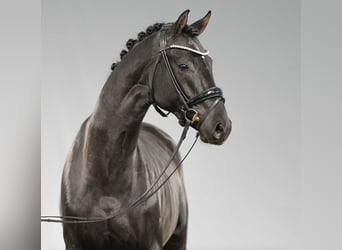 Westphalien, Étalon, 3 Ans, 170 cm, Noir