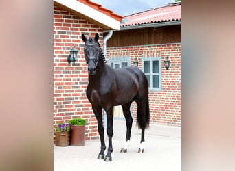 Westphalien, Étalon, 3 Ans, 173 cm, Bai brun foncé
