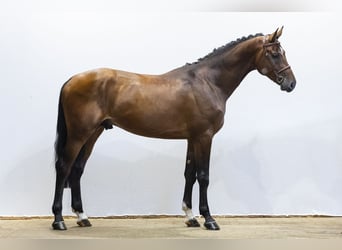 Westphalien, Étalon, 3 Ans, 176 cm, Bai
