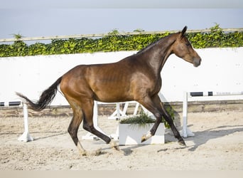 Westphalien, Étalon, 3 Ans, Bai