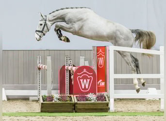 Westphalien, Étalon, 3 Ans, Gris