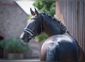 Westphalien, Étalon, 4 Ans, 165 cm, Bai brun foncé