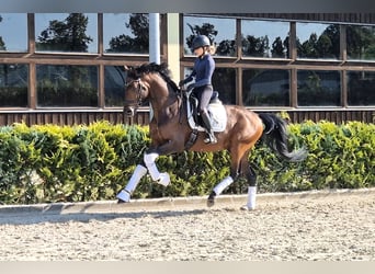 Westphalien, Étalon, 4 Ans, 167 cm, Bai cerise