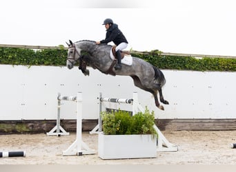 Westphalien, Étalon, 4 Ans, 169 cm, Gris Westphalien, Étalon, 4 Ans, 169 cm, Gris