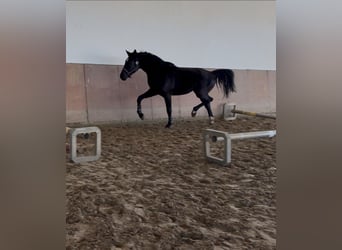 Westphalien, Étalon, 4 Ans, 169 cm, Noir