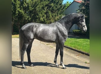 Westphalien, Étalon, 4 Ans, 170 cm, Gris