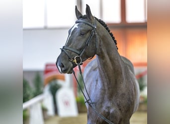 Westphalien, Étalon, 4 Ans, Gris