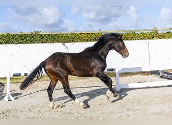 Westphalien, Étalon, 5 Ans, 164 cm