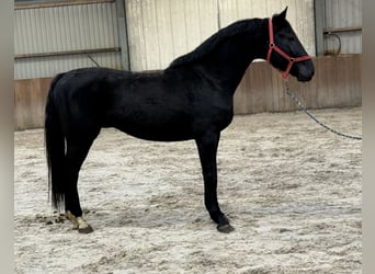 Westphalien, Étalon, 5 Ans, 168 cm, Noir