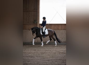 Westphalien, Étalon, 5 Ans, 172 cm, Bai