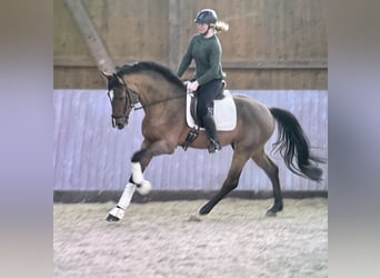 Westphalien, Étalon, 7 Ans, 169 cm, Bai