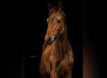 Westphalien, Étalon, Poulain (04/2025), 168 cm, Bai