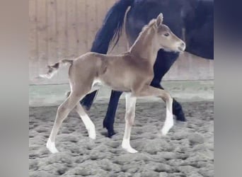 Westphalien, Étalon, , 169 cm, Alezan brûlé