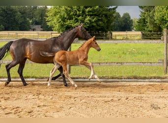 Westphalien, Étalon, Poulain (06/2025), 170 cm, Bai