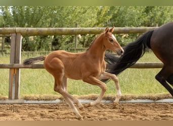 Westphalien, Étalon, Poulain (06/2025), 170 cm, Bai