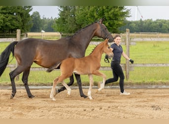 Westphalien, Étalon, Poulain (06/2025), 170 cm, Bai