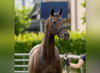 Westphalien, Étalon, Poulain (06/2025), 170 cm, Bai