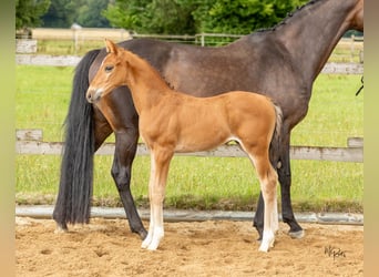 Westphalien, Étalon, Poulain (06/2025), 170 cm, Bai