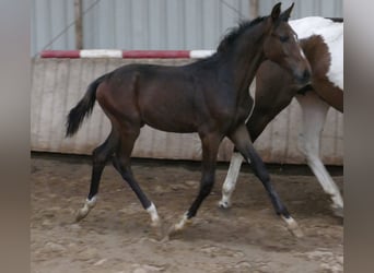 Westphalien, Étalon, Poulain (04/2023), 170 cm, Bai