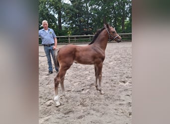 Westphalien, Étalon, Poulain (06/2026), 170 cm, Bai