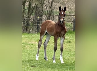 Westphalien, Étalon, , 170 cm, Bai