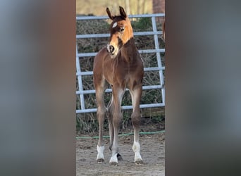 Westphalien, Étalon, , 170 cm, Bai