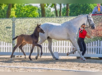 Westphalien, Étalon, Poulain (06/2026), 170 cm, Peut devenir gris