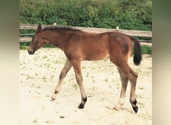 Westphalien, Étalon, Poulain (06/2025), 172 cm, Bai brun foncé